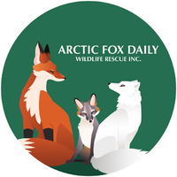 ArcticFoxDaily.png
